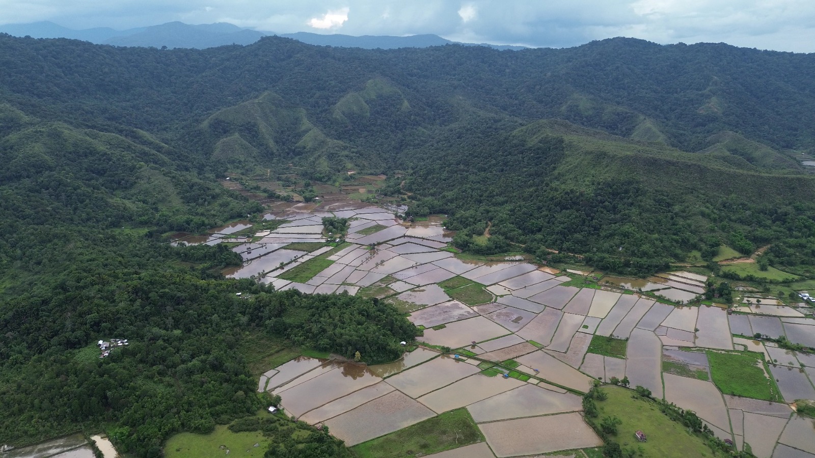 Potret udara bentang ruang Krayan yang menyerupai dasar cawan raksasa kelabu. Di tengah kepungan dinding hutan dan pegunungan terjal berketinggian hingga 2.400 mdpl, petak-petak sawah datar menetap ini menjadi tumpuan kedaulatan pangan masyarakat adat Dayak Lundayeh.